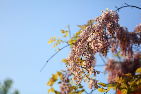 春天的紫藤花