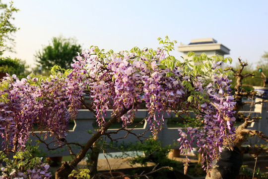 春天里的紫藤花