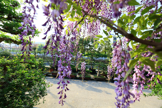 美丽的紫藤花