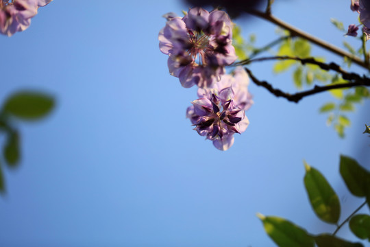 阳光下的紫藤花