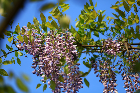春风里的紫藤花