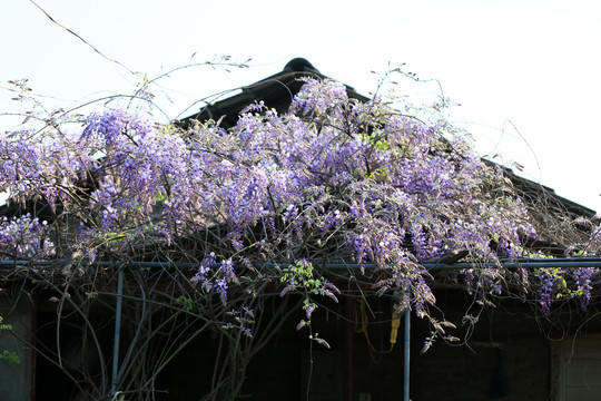 春光里的紫藤花