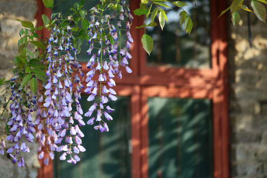 春光里的紫藤花