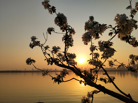 樱花夕阳