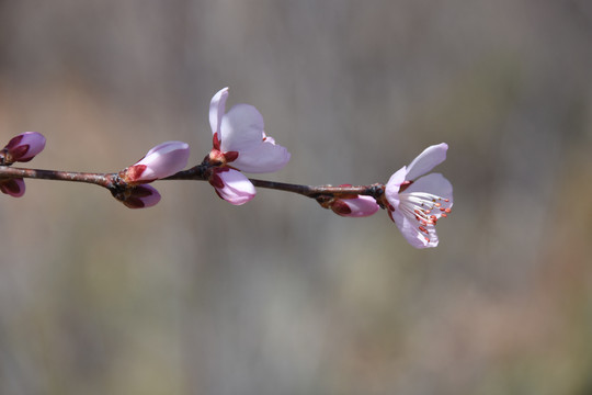 一枝杏花