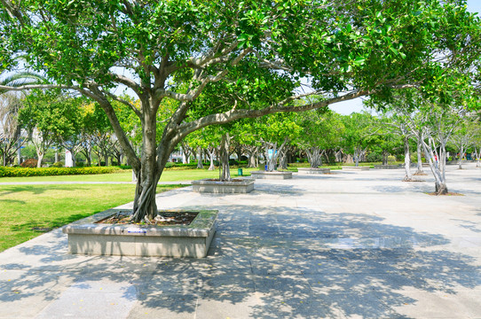 公園樹林