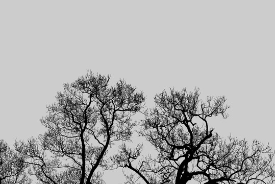 枯树背景