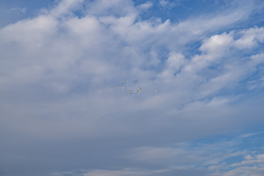 天空飞鸟