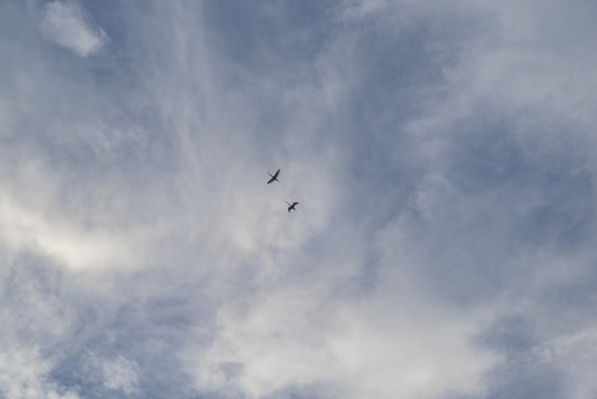 天空飞鸟