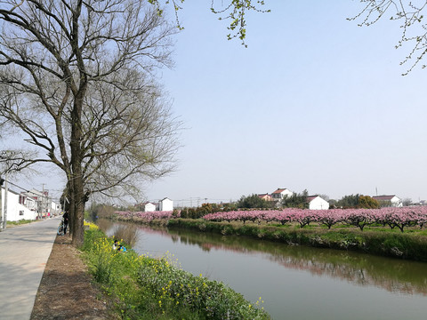 上海郊区春天风光