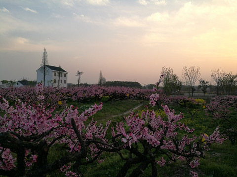 上海奉贤青村吴房村春天黄昏美景