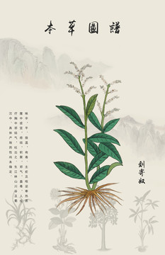 劉寄奴