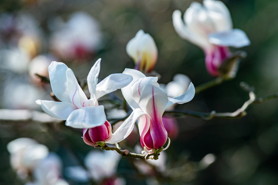 玉兰花