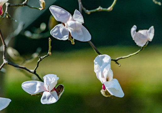 玉兰花