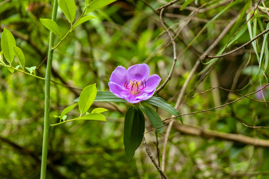 毛菍花