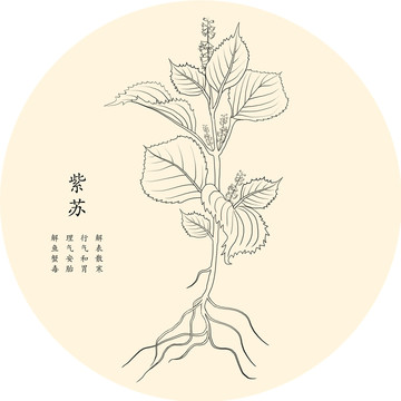 紫蘇手繪線稿