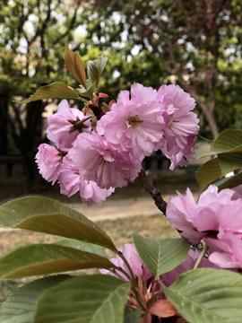 春天樱花植物