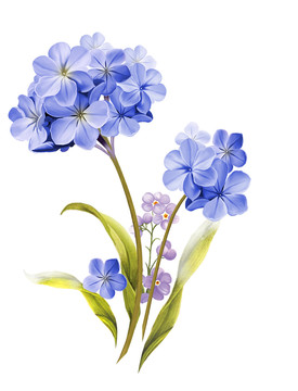 鮮艷花組合