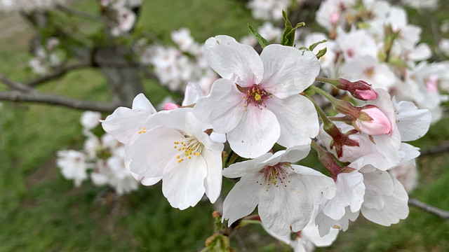 樱花