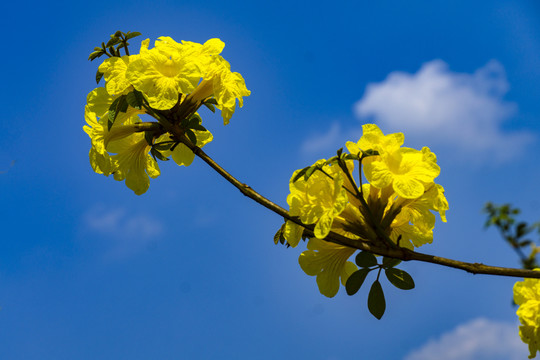 风铃花