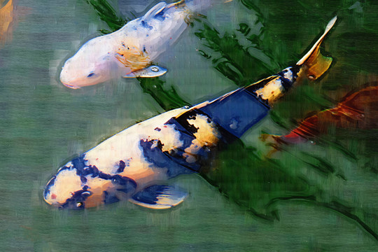 油畫(huà)錦鯉