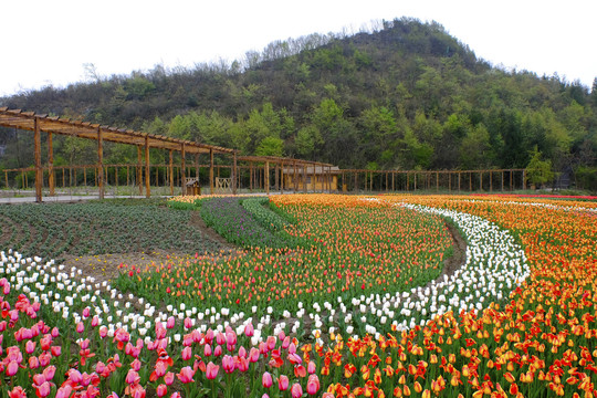 百里杜鹃彝山花谷