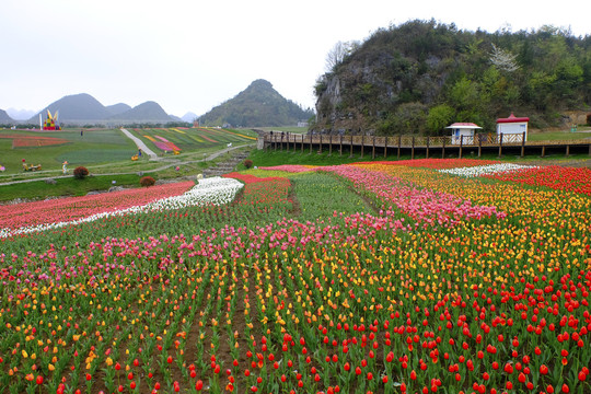 百里杜鹃彝山花谷