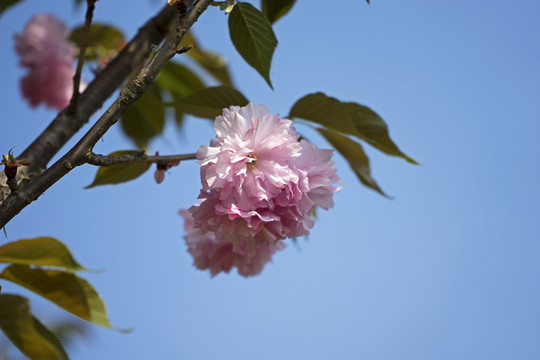 樱花