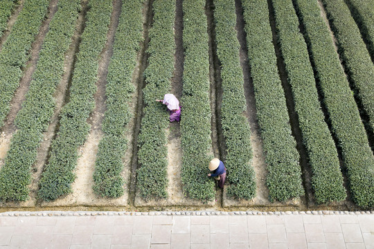 茶园采茶