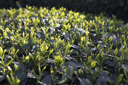 阳光下的茶树新芽