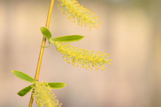 柳树花