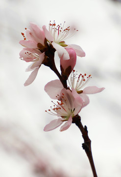 高清桃花