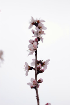 杏花花团锦簇