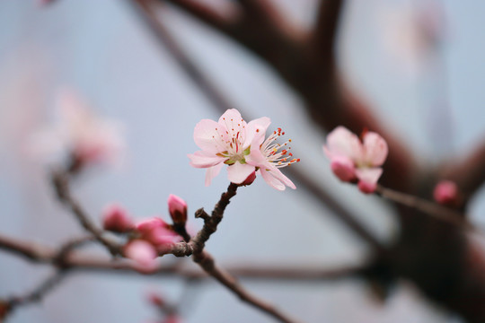 意境桃花