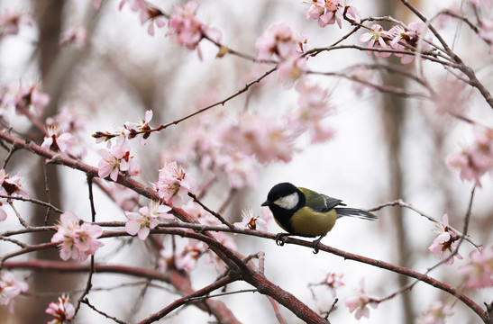 花与雀