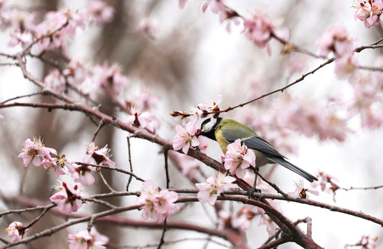 花与雀