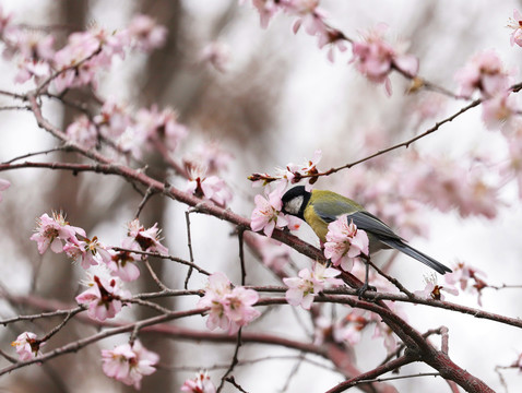 花与雀