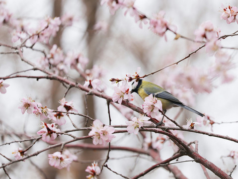 花与雀