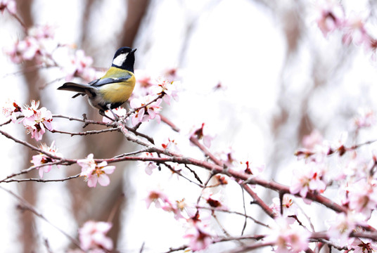 花与雀