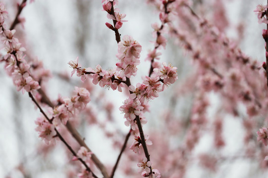 意境桃花