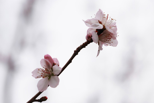 高清桃花