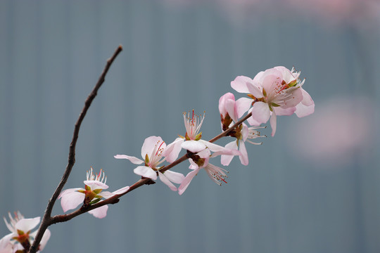 初春鲜花盛开