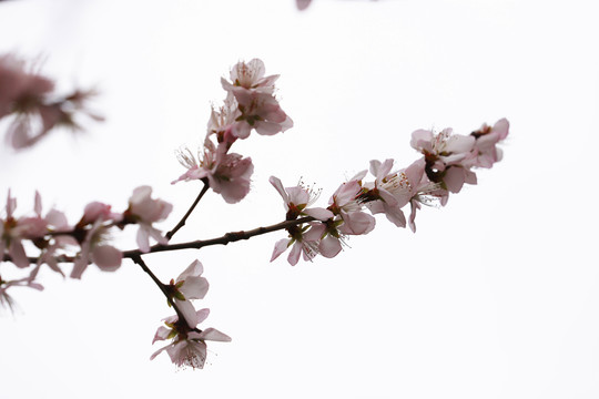 唯美山花