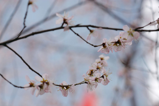 唯美山花