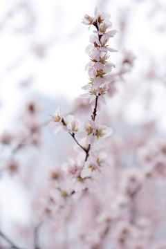 唯美山花