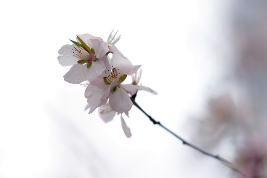 唯美山花