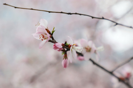 白花山碧桃