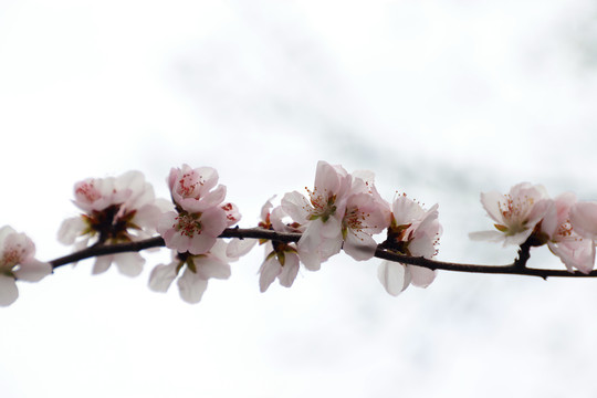 初春山花