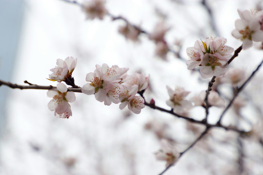 初春山花