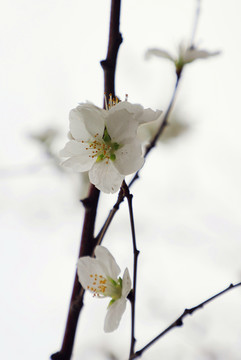 初春山花